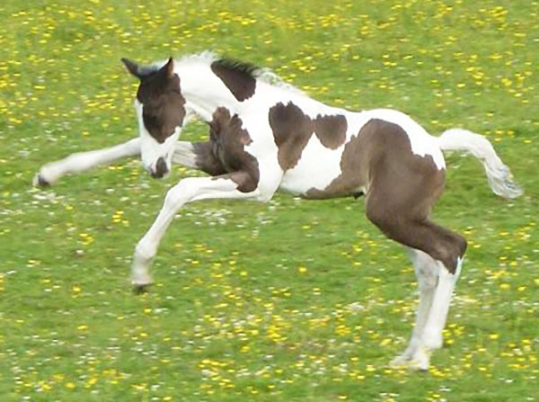 Horse Embryo Transfer